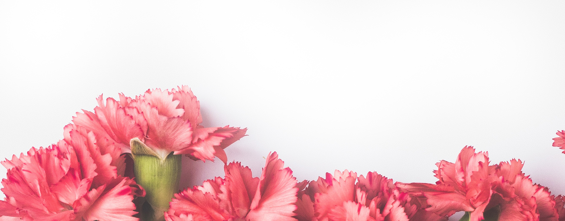 Butterberry Home Banner Carnations