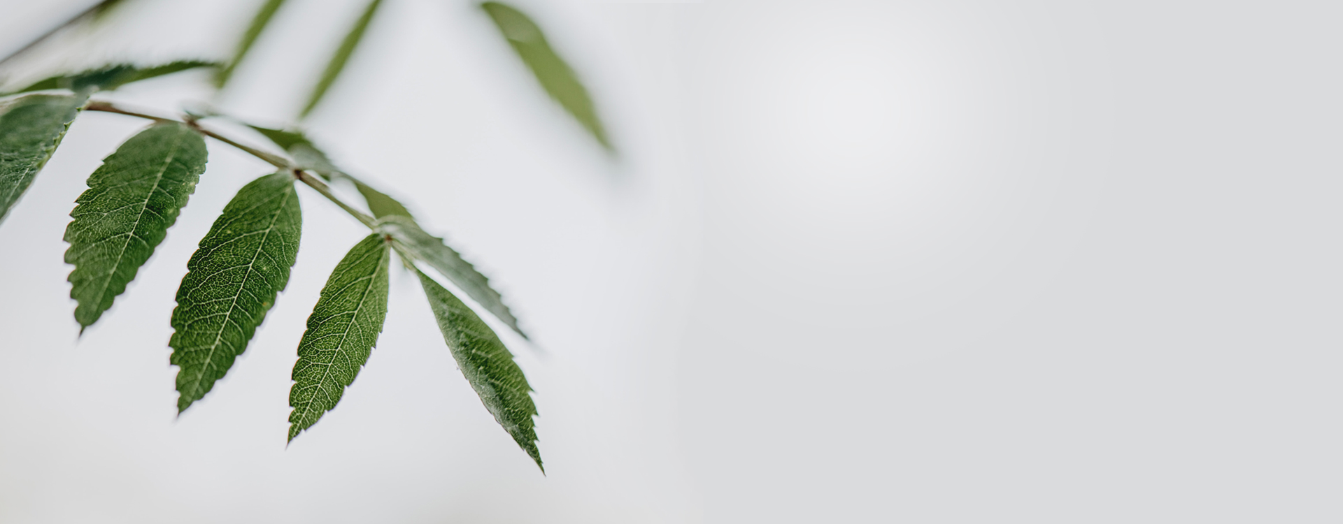 Butterberry Home Page Neem Leaves