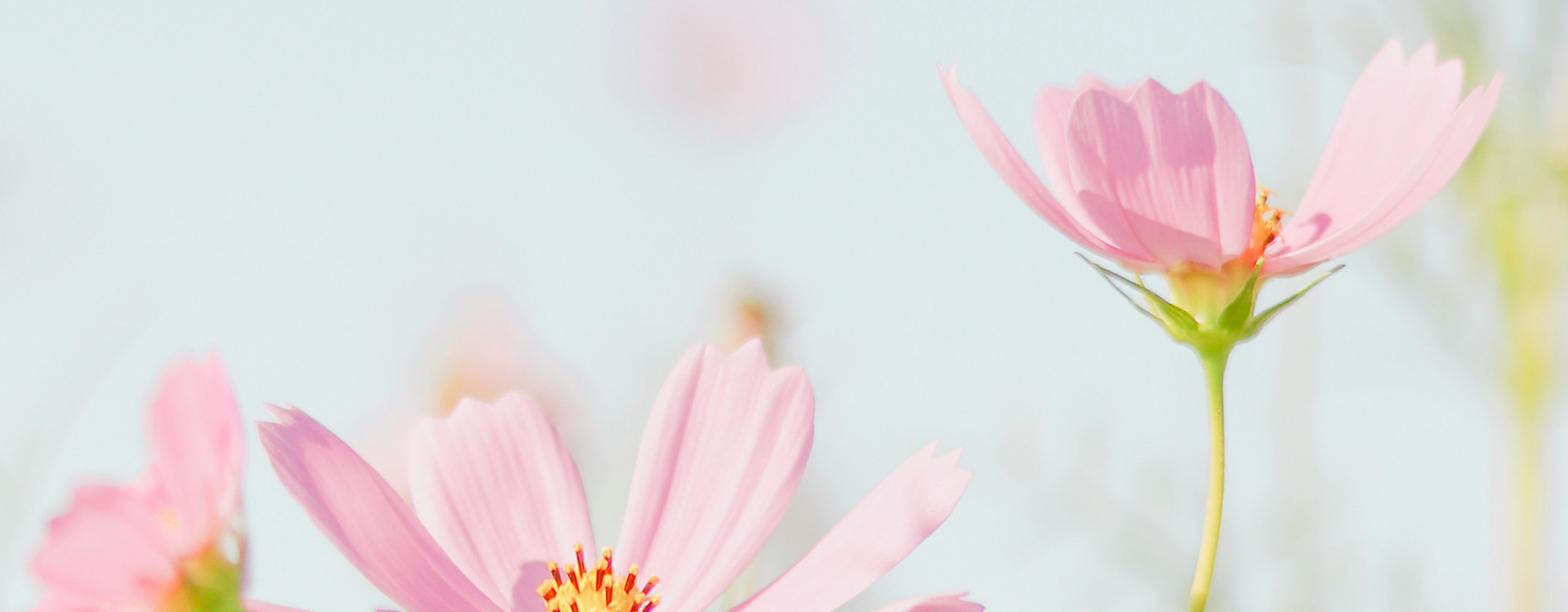 Butterberry SummerSkincare